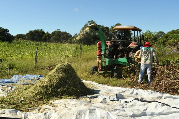 Floriano: Produção de silagem vai garantir alimento para os animais durante a estiagem