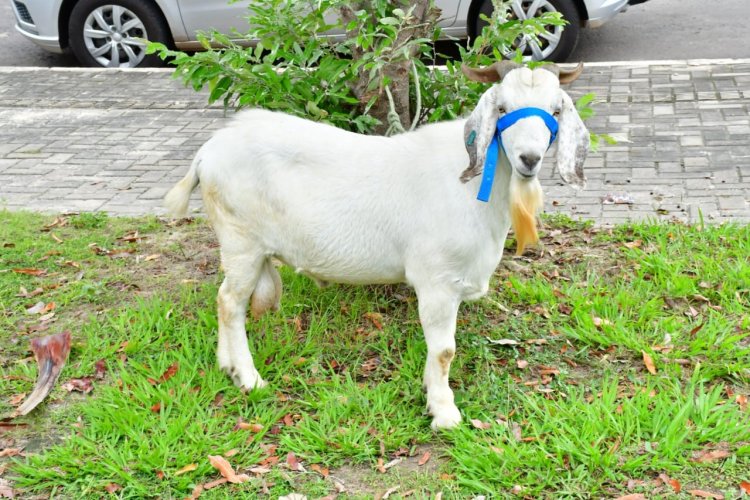 Prefeitura de Floriano entrega vinte ovelhas  a criadores rurais do município