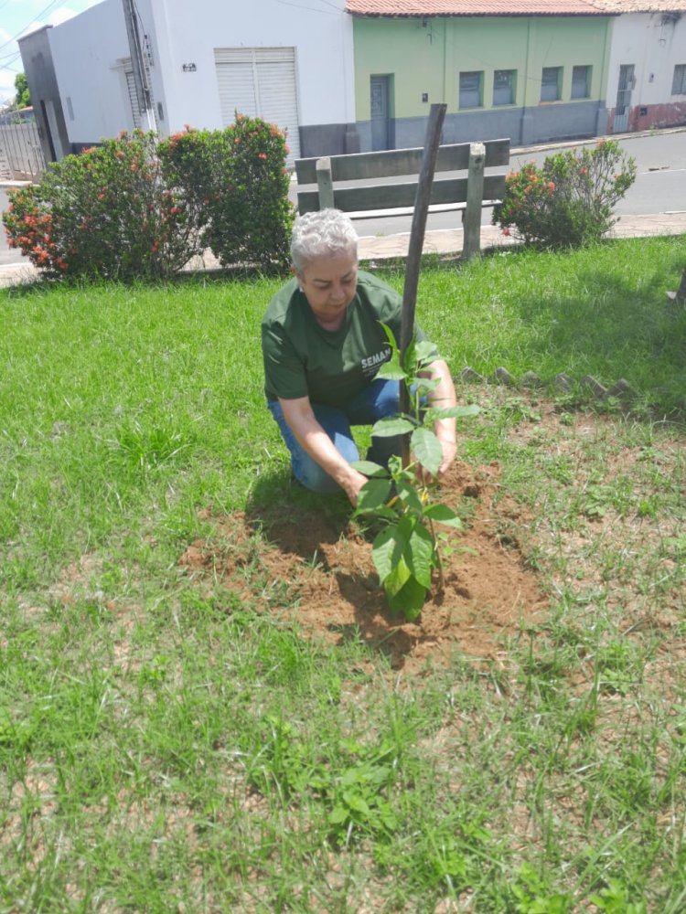 SEMAN inicia reposição de mudas de plantas em praças e rotatórias da cidade