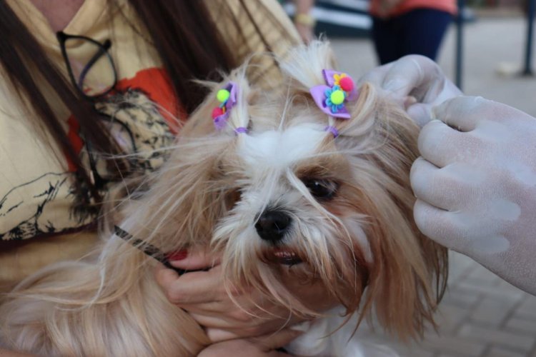 Meu Amigo Pet leva serviços gratuitos ao bairro Bom Lugar