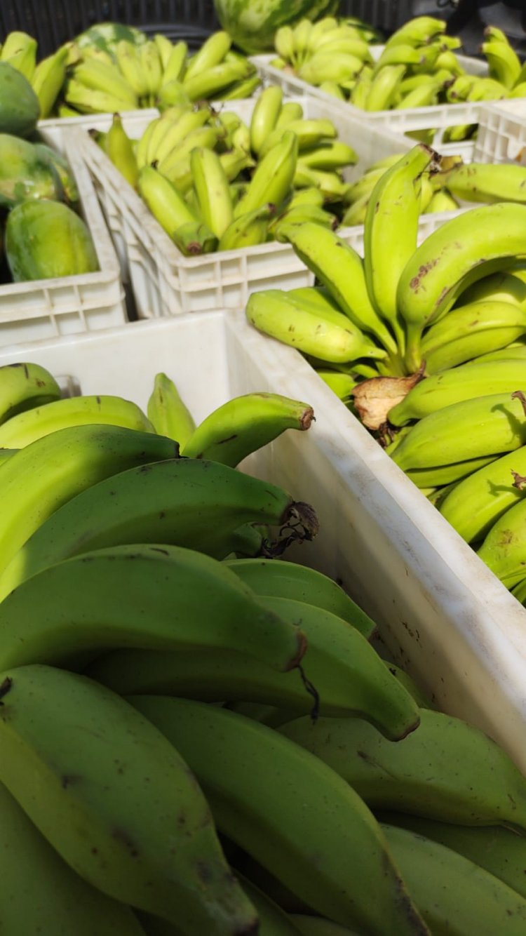 Escolas da Rede Municipal de Floriano são reabastecidas com produtos da Agricultura Familiar