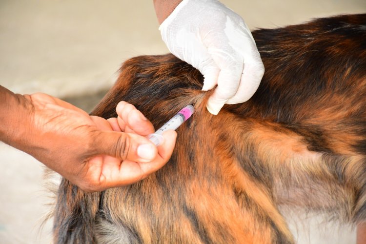 Prefeitura de Floriano mobiliza população no dia D de Vacinação Antirrábica 2025