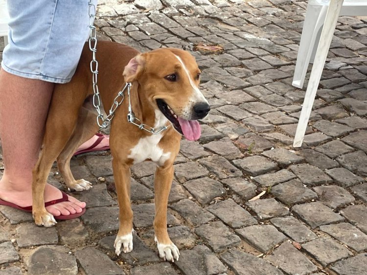 Programa “Meu Amigo Pet” leva serviços de saúde animal e ações ambientais ao bairro Manguinha